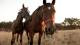 Un hombre de 60 años es el primer fallecido en Córdoba por encefalitis equina