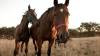 Un hombre de 60 años es el primer fallecido en Córdoba por encefalitis equina