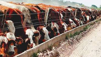 Impacto millonario: la Unión Europea frena las importaciones de carne y derivados desde Brasil
