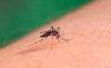 Ya son 54 los casos de dengue en La Pampa