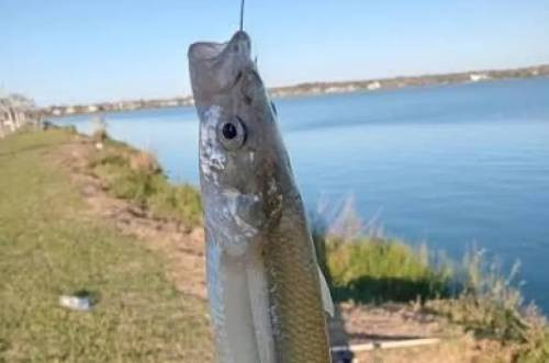 Santa Rosa: comienza la veda parcial de pesca de pejerrey en la Laguna Don Tomás