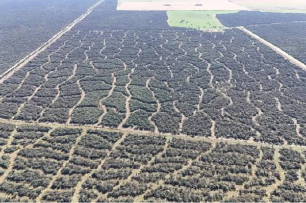 Lanzan una línea de crédito de hasta 200 millones de pesos para intervenir y gestionar el bosque nativo