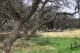 Cuestionan poda municipal en la Reserva Natural Los Caldenes y exigen explicaciones técnicas