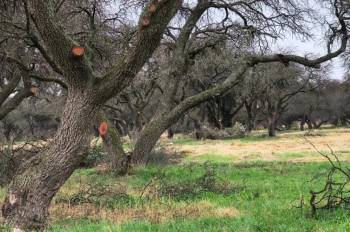 Cuestionan poda municipal en la Reserva Natural Los Caldenes y exigen explicaciones técnicas