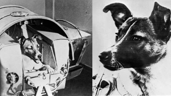La verdadera historia de Laika: el trágico secreto soviético tras el primer viaje espacial