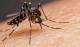 En lo que va del año, siete casos de dengue en la Pampa, pero todos importados