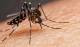 En lo que va del año, siete casos de dengue en la Pampa, pero todos importados