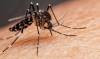 En lo que va del año, siete casos de dengue en la Pampa, pero todos importados