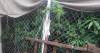 Robaron dos notebooks y les descubrieron plantas de marihuana