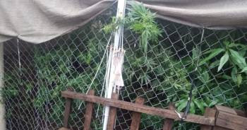 Robaron dos notebooks y les descubrieron plantas de marihuana