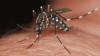 Chaco, Formosa, Corrientes y Misiones son las provincias con más casos de dengue