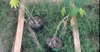 Dos jóvenes mujeres, caminando con plantines de marihuana. Terminaron demoradas