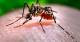 En La Pampa, se confirmaron 300 casos de dengue