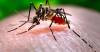En La Pampa, se confirmaron 300 casos de dengue