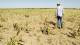 Extienden la emergencia agropecuaria en departamentos afectados por la sequía