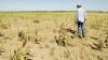 Extienden la emergencia agropecuaria en departamentos afectados por la sequía