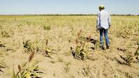 Extienden la emergencia agropecuaria en departamentos afectados por la sequía