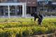 Operativo de reforestación y puesta en valor en la histórica Plaza San Martín