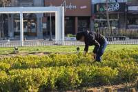 Operativo de reforestación y puesta en valor en la histórica Plaza San Martín