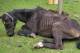 La Justicia pampeana ratificó la absolución de una vecina de Santa Rosa en una causa por maltrato animal