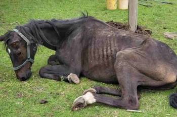 La Justicia pampeana ratificó la absolución de una vecina de Santa Rosa en una causa por maltrato animal