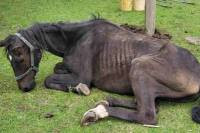 La Justicia pampeana ratificó la absolución de una vecina de Santa Rosa en una causa por maltrato animal
