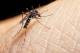 Brote histórico de dengue en Argentina: confirmaron 129 muertes y más de 180.000 casos