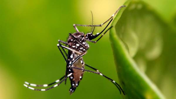 Registran en Salta el primer caso de chikungunya de la temporada 2026-2027