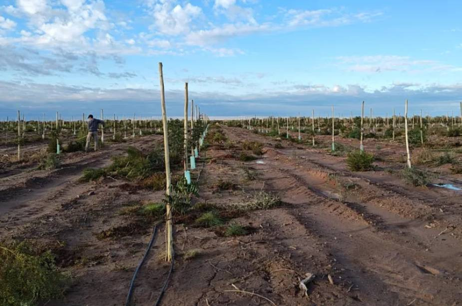 El desarrollo pistachero de la Caja Forense en Casa de Piedra afianza su infraestructura de cara a 2026