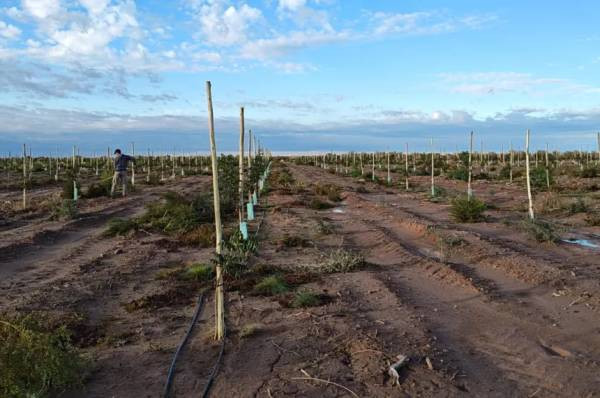 El desarrollo pistachero de la Caja Forense en Casa de Piedra afianza su infraestructura de cara a 2026