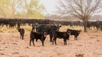 Tras 60 días, Nación homologó la emergencia agropecuaria en La Pampa