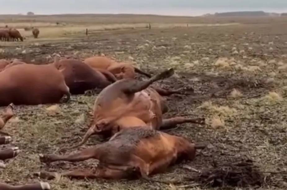 Tragedia ganadera en Catriló: un rayo fulminó a 13 vacunos en un establecimiento rural