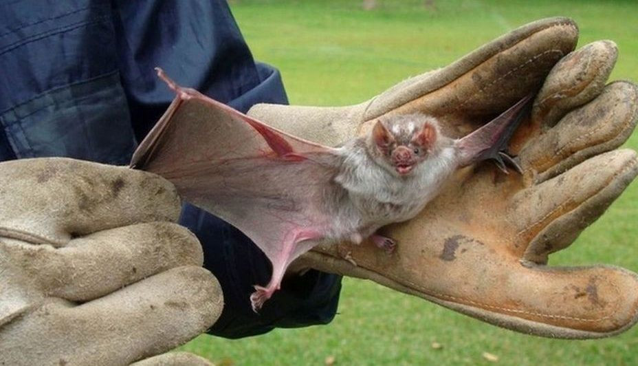 Detectan murciélago con rabia en el barrio Aeropuerto