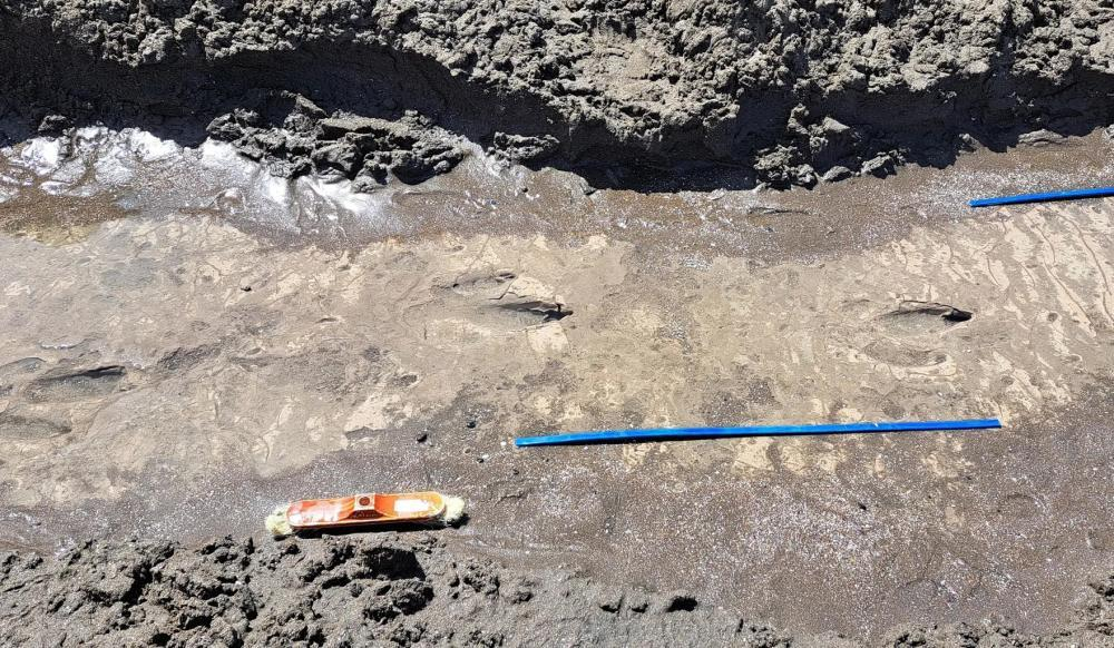 Investigadores de la UNLPam analizan huellas del "Rionegrina", un ave fósil gigante