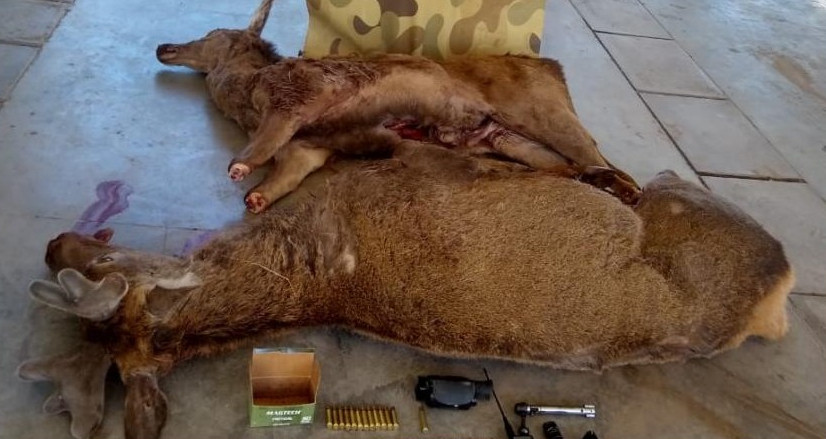 Cazadores furtivos mataron un ciervo macho de un coto, valuado en 1.500 dólares